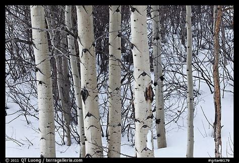 Picturephoto Trunks Of Aspen Trees In Winter Grand Teton National Park