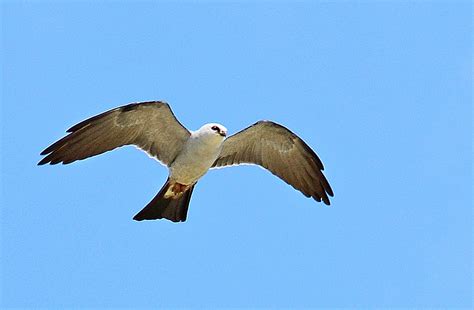 Flying kites high in the sky – Dina's Wildlife Adventures
