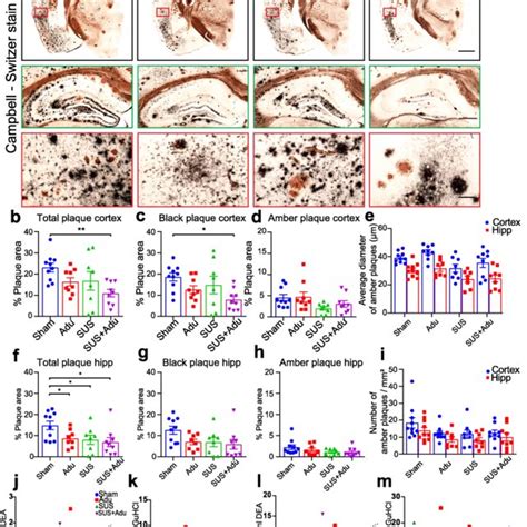 Treatment Strategies Reduce Plaques In APP23 Mice A Representative