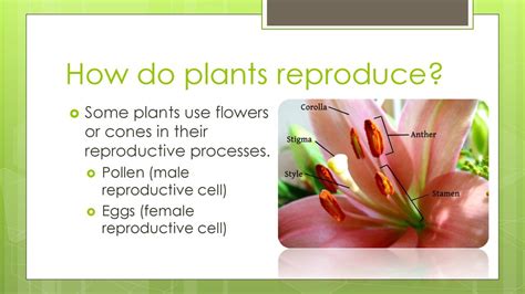 Plant Reproduction Fruit And Seed Dispersal Ppt Download