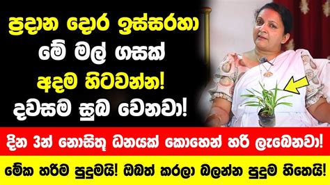 ප්‍රදාන දොර ඉස්සරහා මේ මල් ගසක් හිටවන්න දවසම සුබ වෙනවා දින 3න්