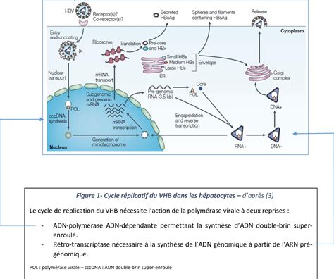 Figure From L Insuffisance R Nale Chez Les Patients Co Infect S Vih