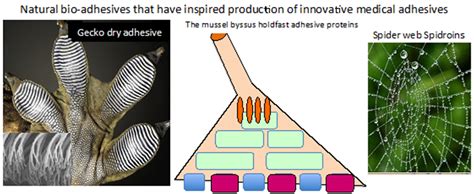 Molecules Free Full Text High Performance Marine And Terrestrial