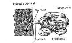 Insects Different Gas Exchange Systems In Different Organisms