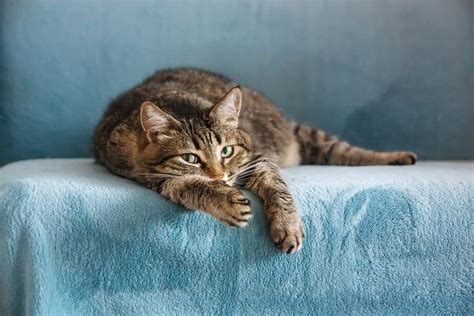 8 Reasons Why Cats Wag Their Tails While Lying Down