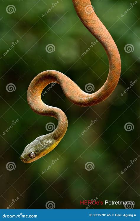 A Poisonous Red Snake Is Hanging From A Tree Branch And Looking For Prey