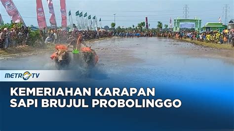 Karapan Sapi Brujul Dandim Cup Awali Musim Tanam Di Probolinggo