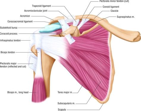 Supraspinatus Tendon Anatomy Sharing Is Power Ngumpi