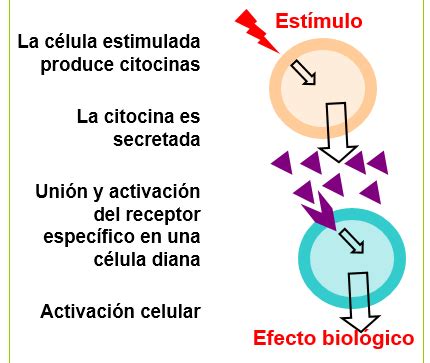 Citocinas Introducción British Society for Immunology