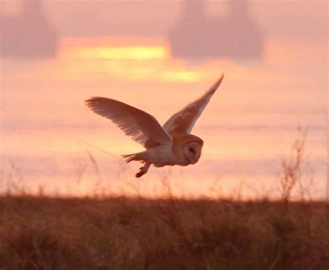 Owl Sunset Owl Sunset Owl Painting Owl Bird