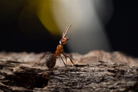 Ants Breathing Explained How Do Spiracles Work