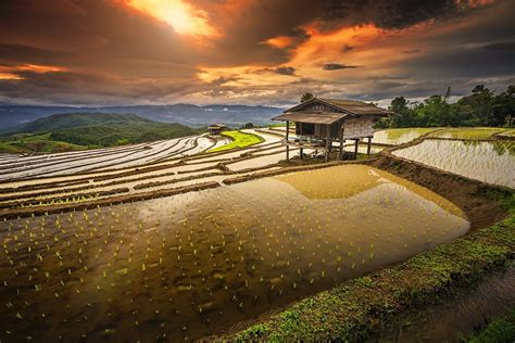 Rice Paddy, Terraces, Hut, Sunrise, Water, Clouds, Hill, Field, Shrubs ...