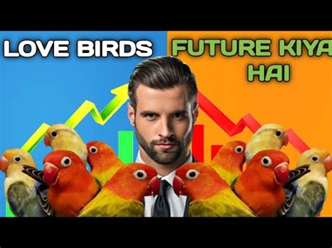 Love Birds Future Kiya Hai Lovebirds Price Down Hogai Lovebird