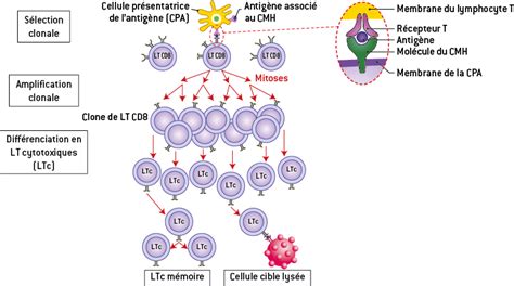 La Réponse Immunitaire Spécifique à Médiation Cellulaire Digischool