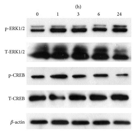 A Western Blotting Was Performed To Evaluate The Expression Levels Of Download Scientific