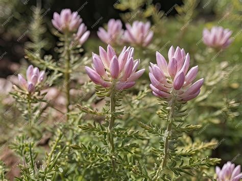 Premium Photo | Astragalus Astragalus membranaceus in the garden