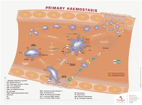 Primary Hemostasis Magiras Diagnostics