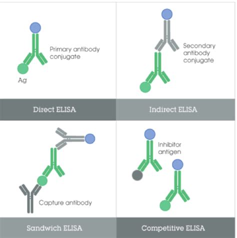 Immunology Techniques Flashcards Quizlet