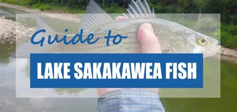 List Of Fish Species In Lake Sakakawea Updated Pond Informer