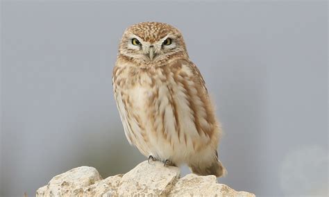 Jordan Bird List Jbw Jordan Bird List By Jordan Birdwatch