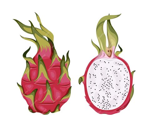 Premium Vector Dragonfruit Fruit Dragon Food Pink Red Tropical Fresh Vector Illustration Ripe