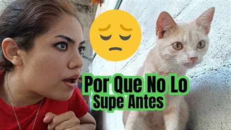 C Mo Encontrar Un Gato Perdido Leyenda Japonesa Youtube