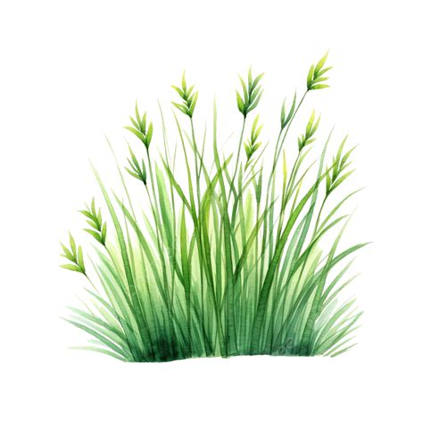 Isolated Watercolor Grass Illustration Watercolor Watercolor Grass