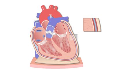 Pericardium - Structure & Function | GetBodySmart