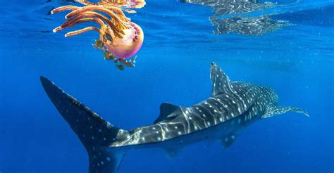 Cebu Oslob Whale Shark Swim And Sumilon Island Day Tour Travel Buddies