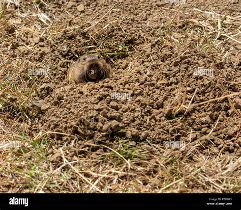 The Head Of A Pocket Gopher Geomyidae Coming Out Of A Burrow In The