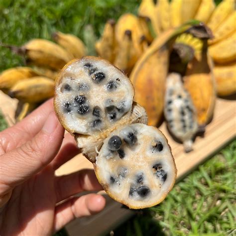 Seeded Banana – Miami Fruit