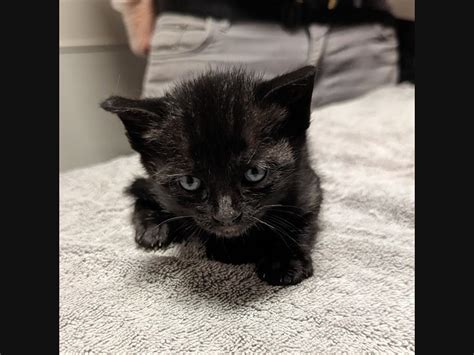 Latest Pets Up For Adoption At San Leandro Area Shelters Allsides