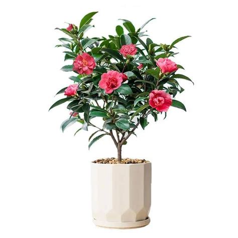 Heavy Petal Camellia Potted Indoor Plants Saplings Balconies