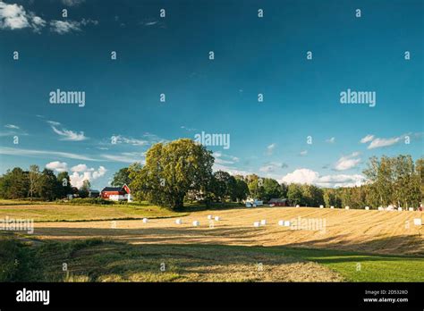 Swedish Rural Landscape Field Meadow With Dry Hay Bales During Harvest