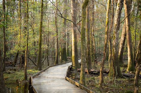 5 Best Things To Do in Congaree National Park (South Carolina)