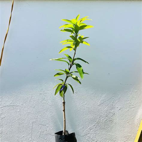 Ft Grafted Turpentine Mango Mangifera Gfs Tree In Craibas