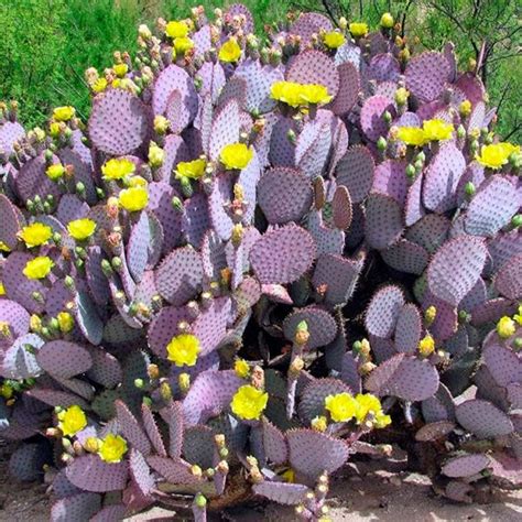 Opuntia Santa Rita Th Cactus