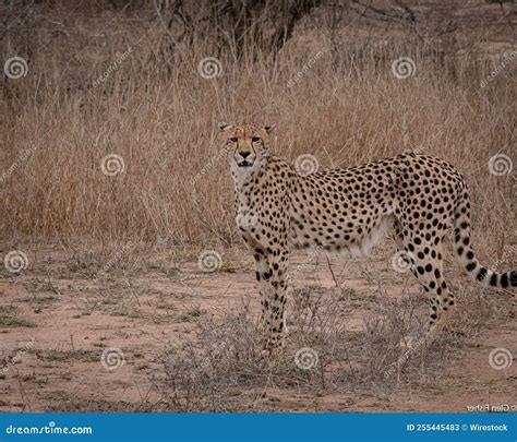 Cheetah En Una Pradera En La Reserva Nacional De Masai Mara Kenya Africa Imagen De Archivo