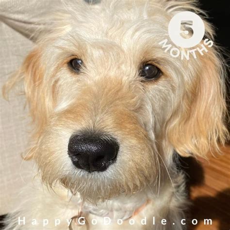 5 Month Old Goldendoodle Whats Up At 20 24 Weeks Happy Go Doodle®