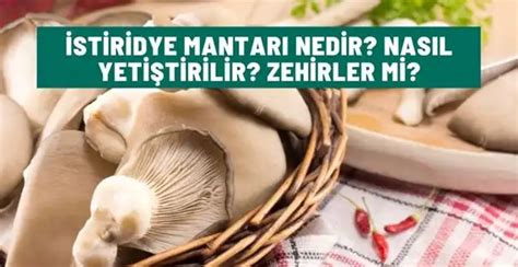 İstiridye Mantarı Nedir Nasıl Yetiştirilir Zehirler Mi