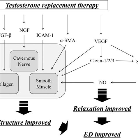 Of The Mechanisms That Are Improved Ed After Testosterone Replacement