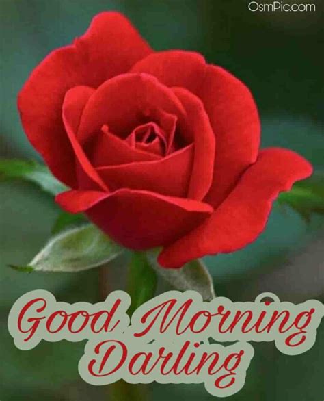 55 Good Morning Rose Flowers Images Pictures With Romantic Red Roses