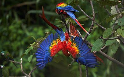 Download Scarlet macaw, parrots, South American parrot, macaws on a branch, macaw wingspan ...