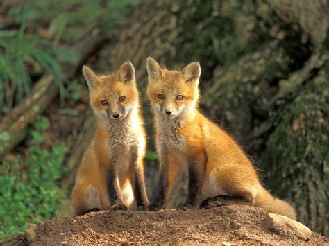 Natureza: Raposa vermelha ( Fox )