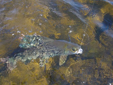 Arctic Grayling - Scott Lake Lodge