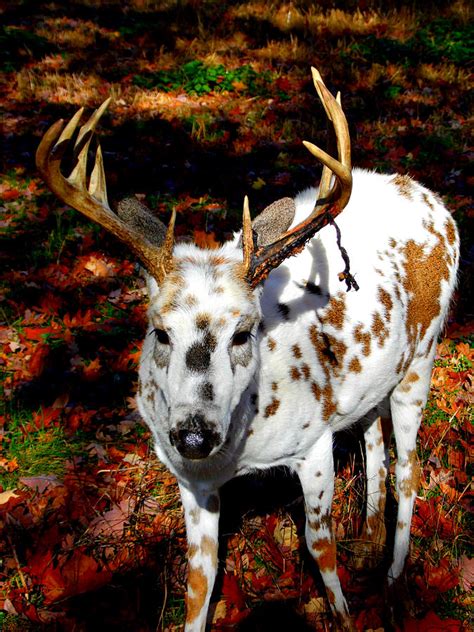 White Albino Deer Or Photograph