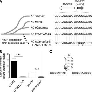 Extensive Sequence Analysis Of M Tuberculosis Clinical Isolates