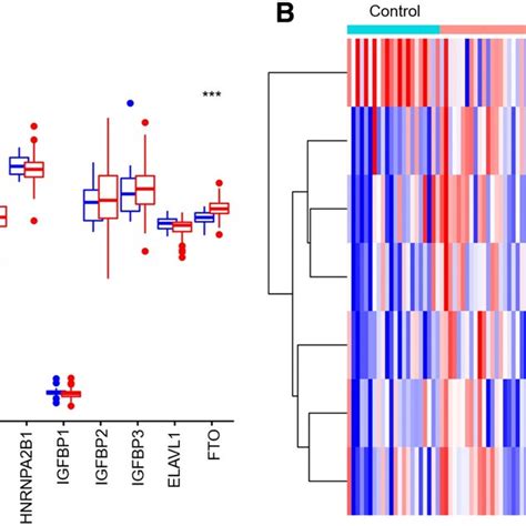 Expression Landscape Of M6A RNA Methylation Regulators In ICM Box Plot