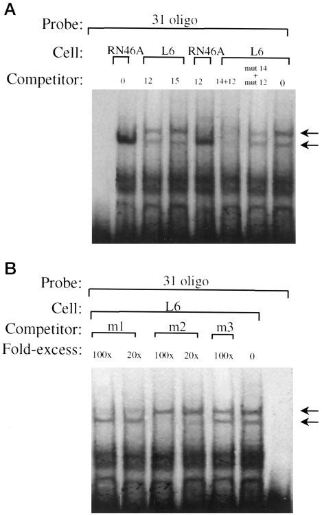 A second adjacent DNA binding site for the upper protein-repressor... | Download Scientific Diagram