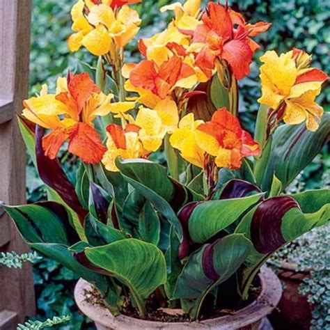 Cleopatra Canna Etsy
